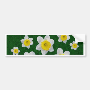 Vår Daffodils Bildekal