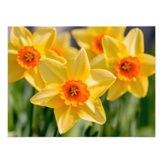 Vår Daffodils Fototryck
