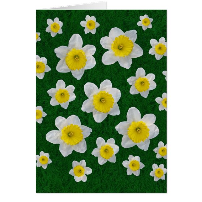Vår Daffodils Hälsningskort (Framsidan)