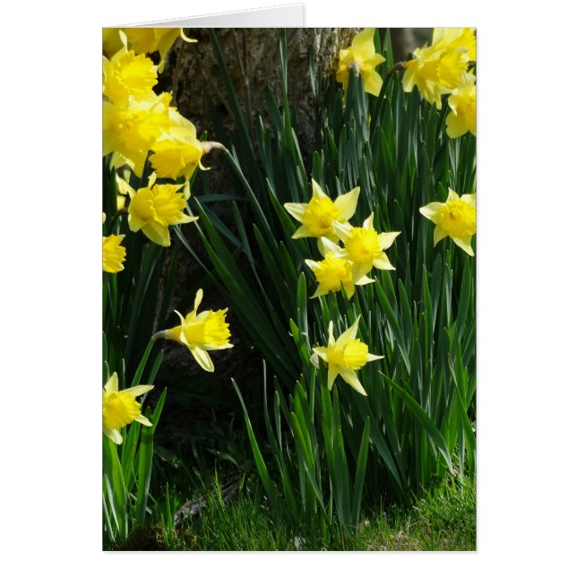 Vår Daffodils Hälsningskort (Framsidan)