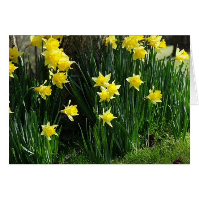 Vår Daffodils Hälsningskort (Framsidan Horizontal)