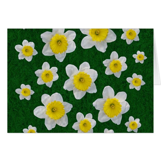 Vår Daffodils Hälsningskort (Framsidan Horizontal)