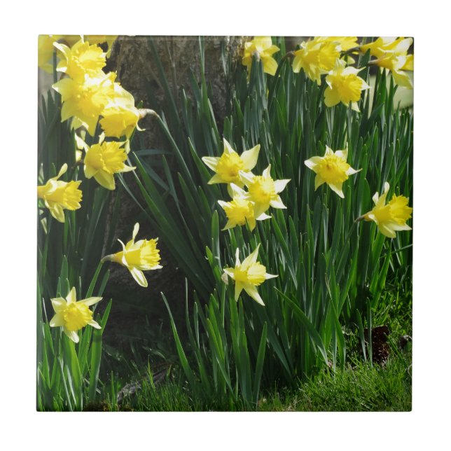 Vår Daffodils Kakelplatta (Framsidan)