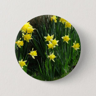 Vår Daffodils Knapp