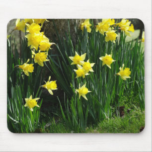 Vår Daffodils Musmatta