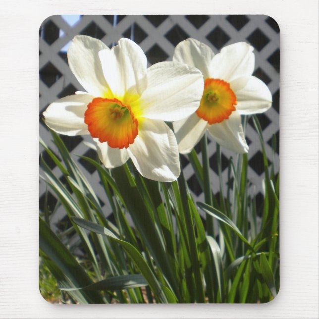 Vår Daffodils Musmatta (Framsidan)