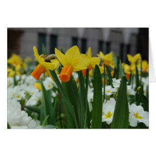 Vår Daffodils OBS Kort