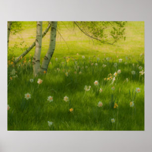Vår Daffodils Poster