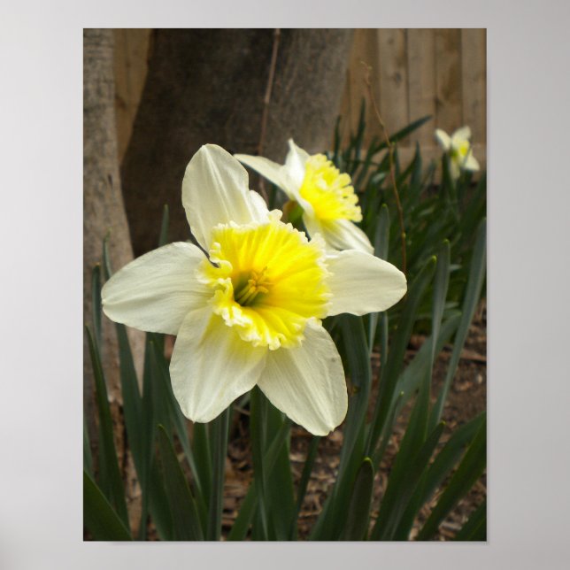 Vår Daffodils Poster (Framsidan)