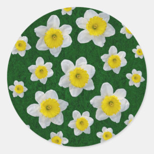 Vår Daffodils Runt Klistermärke