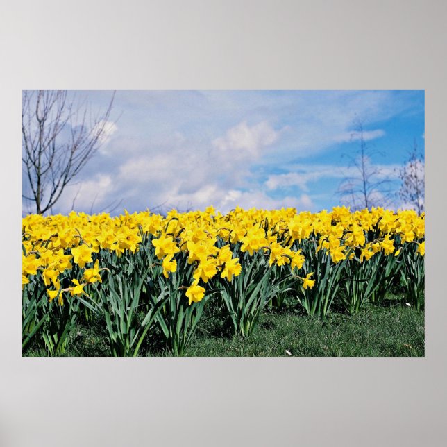 Vår daffodils, Shrewsbury, Shropshire, England Poster (Framsidan)