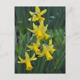Vår daffodils vykort
