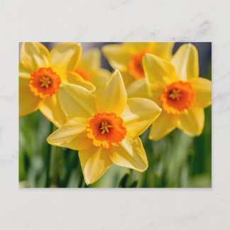 Vår Daffodils Vykort