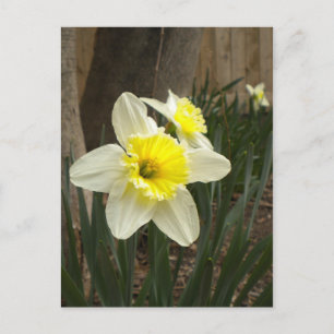 Vår Daffodils vykort
