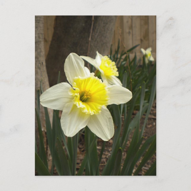Vår Daffodils vykort (Framsida)