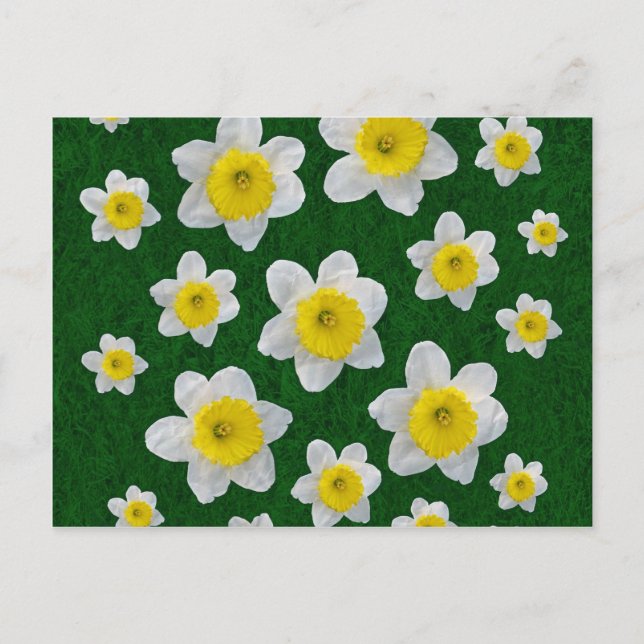 Vår Daffodils Vykort (Framsida)
