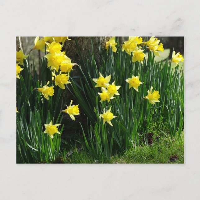 Vår Daffodils Vykort (Framsida)