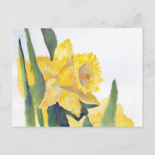 Vår Daffodils Vykort