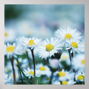 Vår daisy-blomman poster