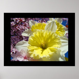 Vår Dekorativ Konsttryck Narcissblommor Poster