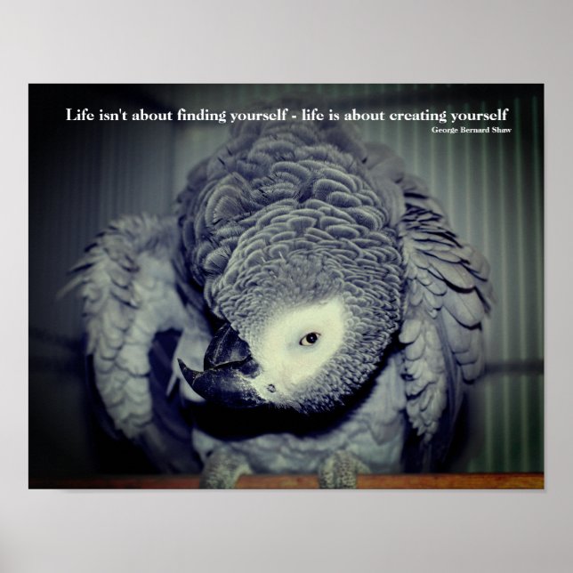 Var din egen Cute Parrot-inspirationsoffert Poster (Framsidan)