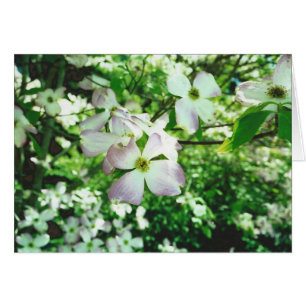 Vår Dogwood Hälsningskort