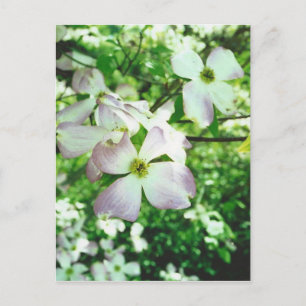 Vår Dogwood Vykort