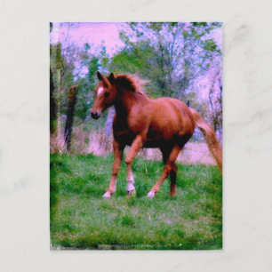 Vår Dreams, Sorrel Trotting Vykort