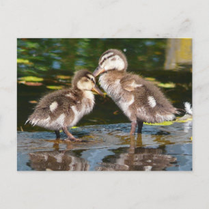 Vår Duckies Vykort