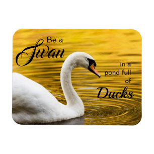 Var en Svan-vacker inspirationsoffert Magnet
