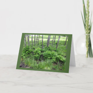 Vår Ferns in Wisconsin Blank Note Card Kort