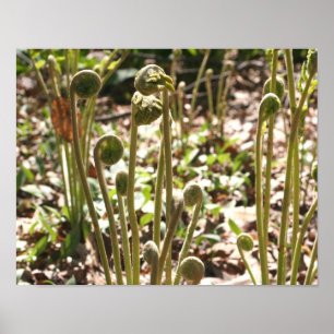Vår Fiddlehead Ferns Nature Poster