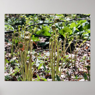 Vår Fiddlehead Ferns Nature Poster