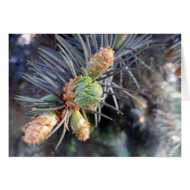 vår fir-knoppar hälsningskort (Framsidan Horizontal)