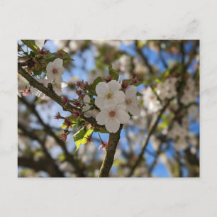 Vår Flower Vykort