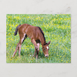 Vår Foal Vykort