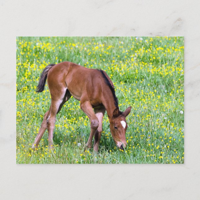Vår Foal Vykort (Framsida)