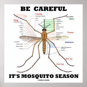 Var försiktig med Mosquito Season (Mosquito Anatom Poster