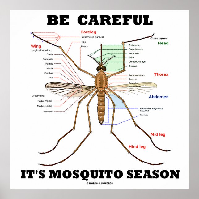 Var försiktig med Mosquito Season (Mosquito Anatom Poster (Framsidan)