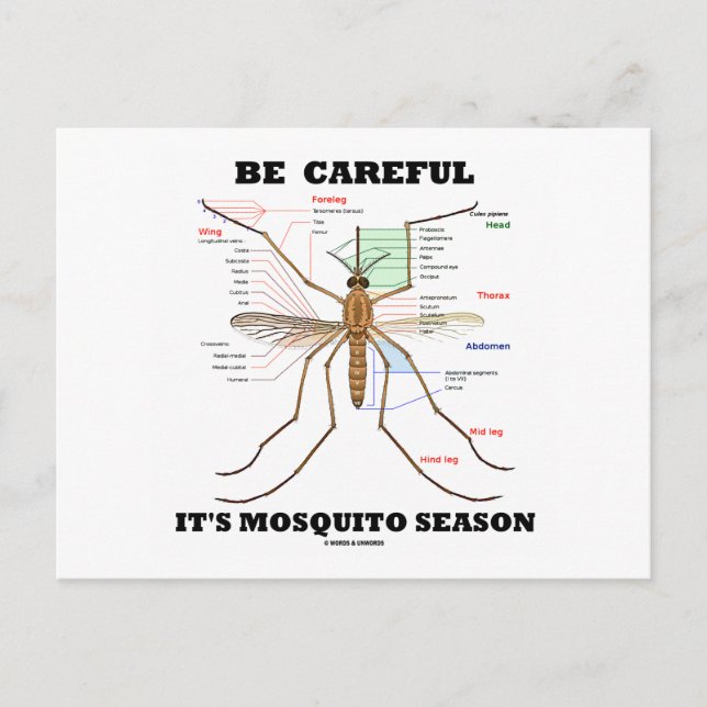 Var försiktig med Mosquito Season (Mosquito Anatom Vykort (Framsida)
