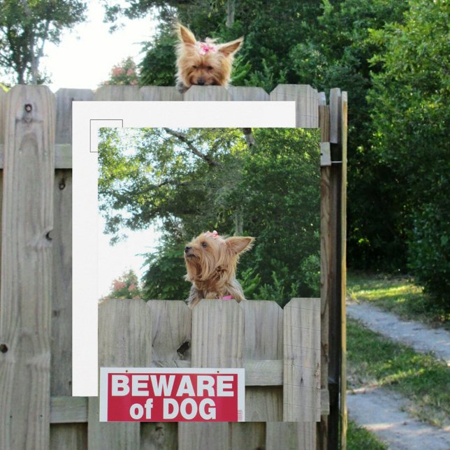 Var försiktig med söt lilla Yorkie-hund Vykort (Skapare uppladdad)