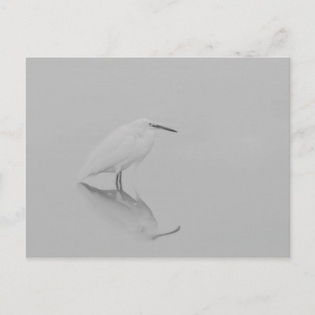 Var fortfarande Egret Vykort (Framsida)