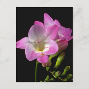 Vår fuksia blommor vykort