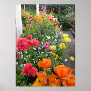 Vår Garden Rannunculus Blommigt Flowers Poster