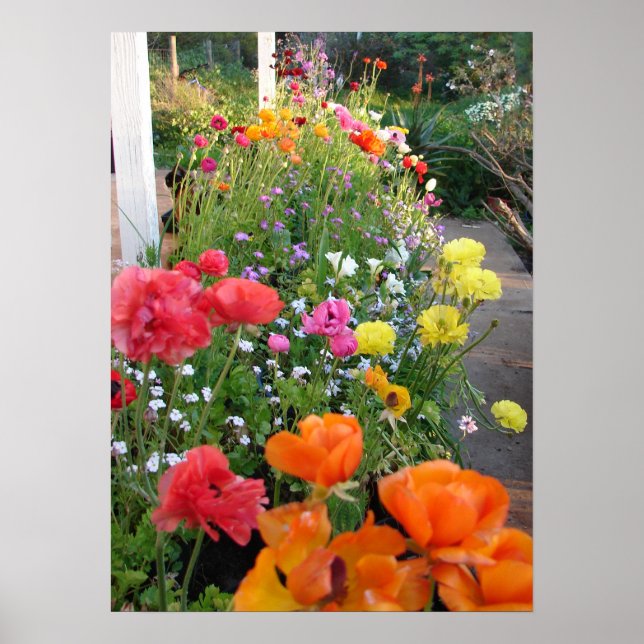 Vår Garden Rannunculus Blommigt Flowers Poster (Framsidan)