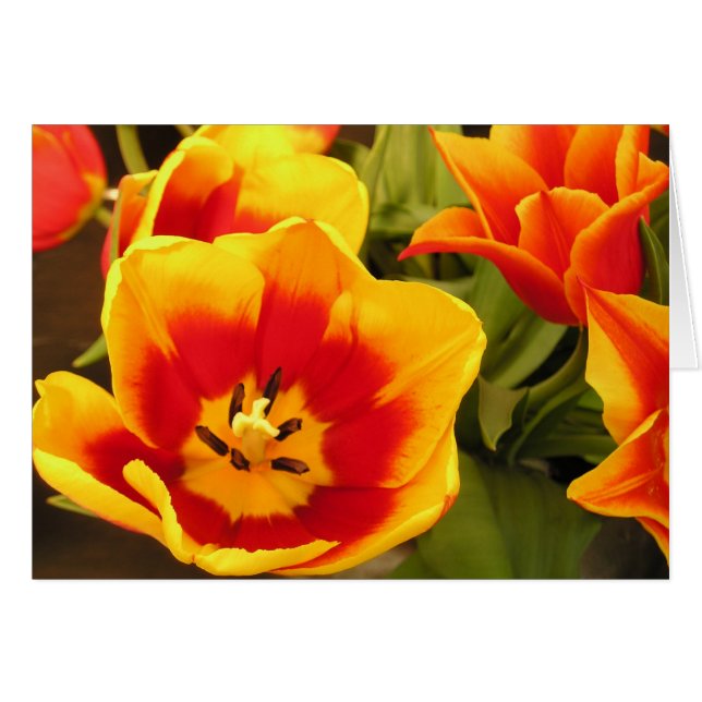 Vår Glory Tulip-kort OBS Kort (Framsidan Horizontal)