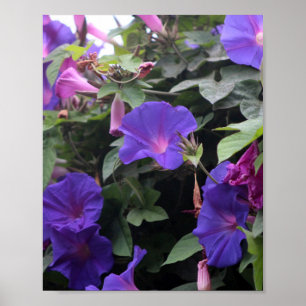 Vår God morgon Glories i Blue Poster