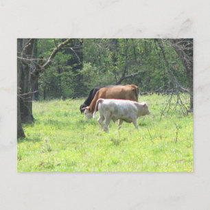 Vår Grazing in Louisiana Vykort