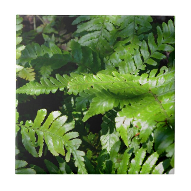 Vår Grönt Ferns botaniska gröntens skogsvy Kakelplatta (Framsidan)