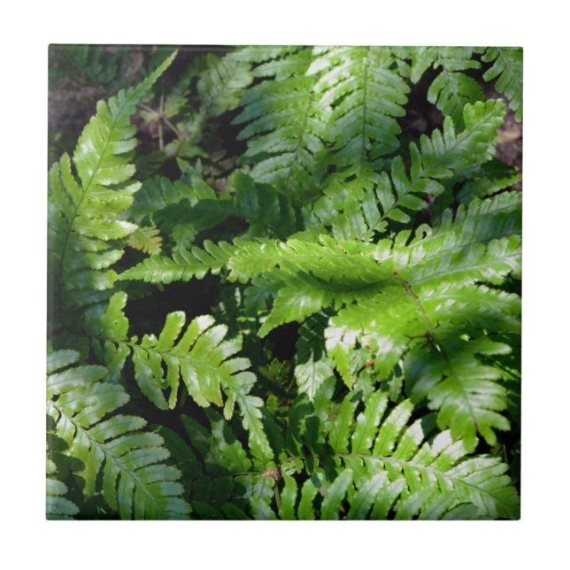 Vår Grönt Ferns botaniska gröntens skogsvy Kakelplatta (Framsidan)